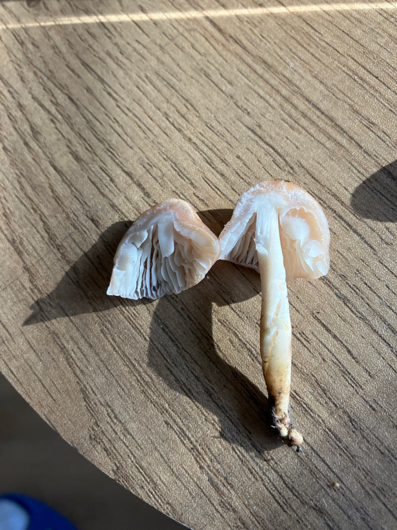 Anjerfraude — Bild 1