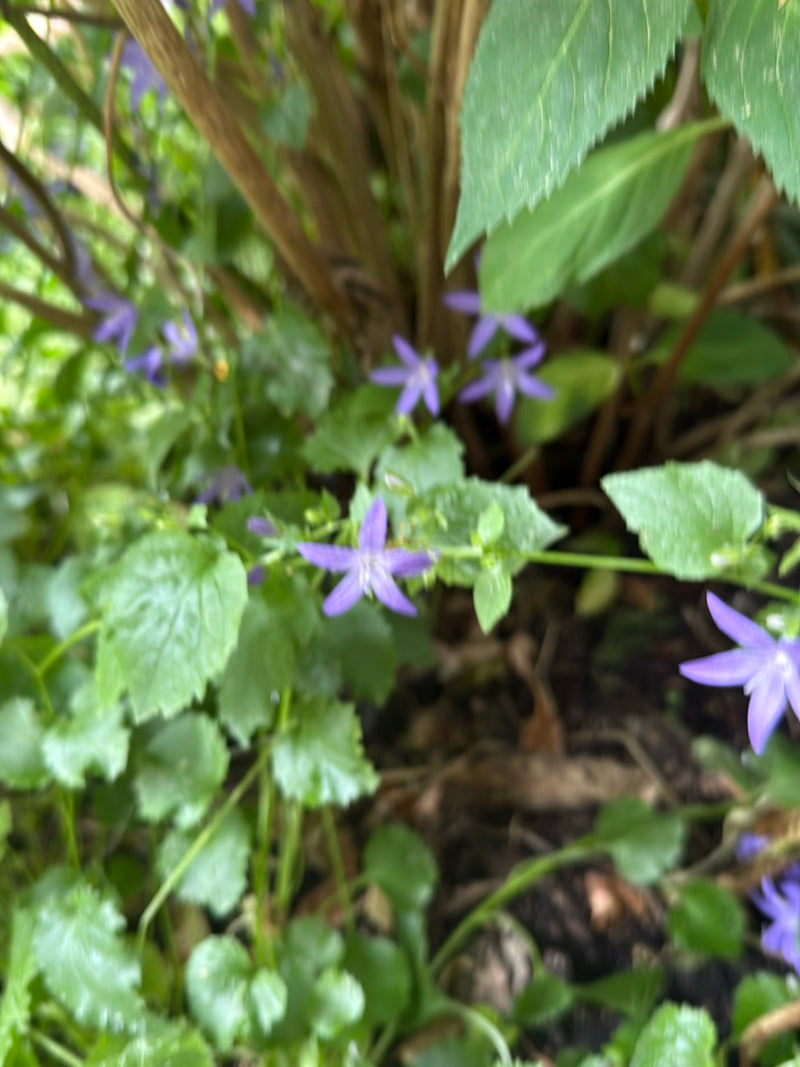Nesselblättrige Glockenblume — Bild 1