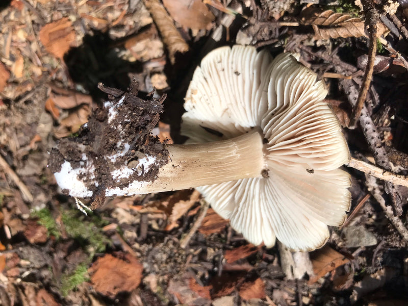 Te zien is een enkel vruchtlichaam van de helmmycena van onderen, liggend op de bosgrond. De foto toont duidelijk de witachtige lamellen en de kenmerkende st...