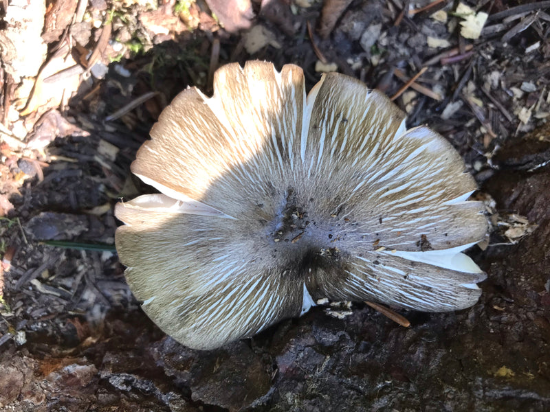 Een Mycena-soort is te zien die op dood hout groeit, van boven bekeken. De hoed vertoont de typische radiale groeven.