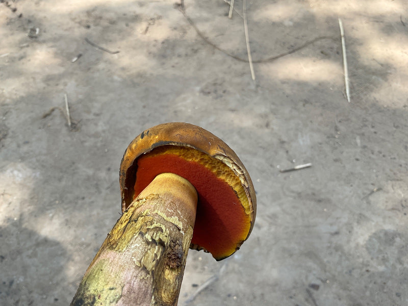 Netstammige heksenboleet — Bild 1