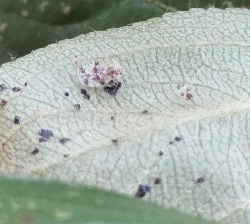 Corythucha-webbug — Bild 1