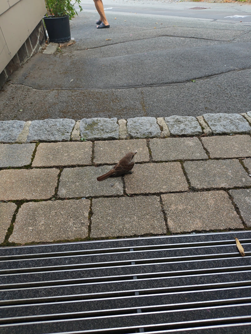 Een vrouwelijke grauwe klauwier zit op een bestrate ondergrond voor een huismuur. De vogels kijkt aandachtig opzij.