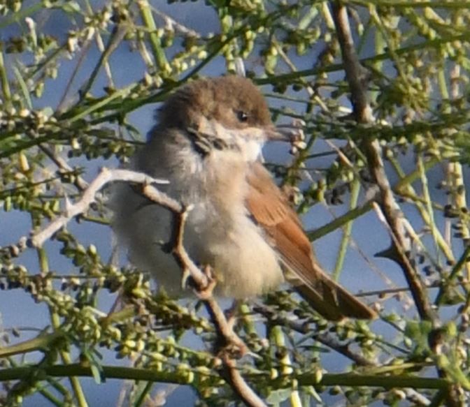 Een jonge grauwe klauwier zit op een dun takje te midden van groen loof. De vogelt kijkt naar rechts en toont zijn typische roodbruine rugveren.