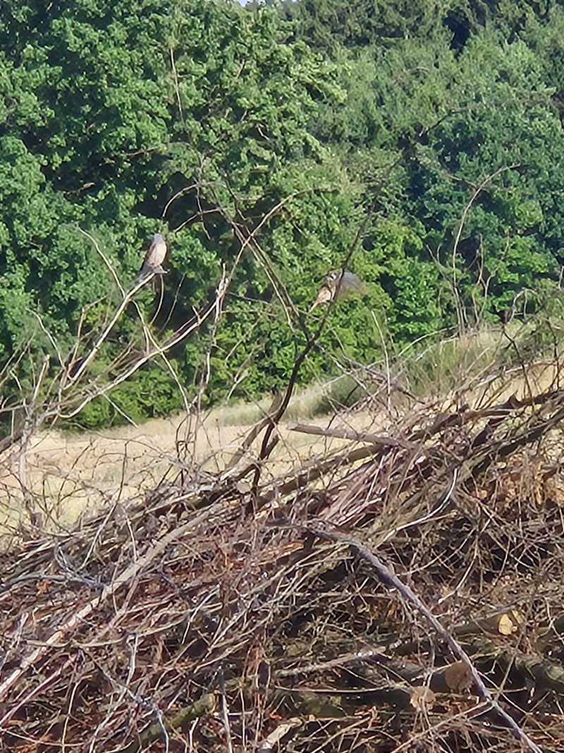 Twee grauwe klauwieren zitten in de verte op kale takken van een takkenril voor een bosrand.