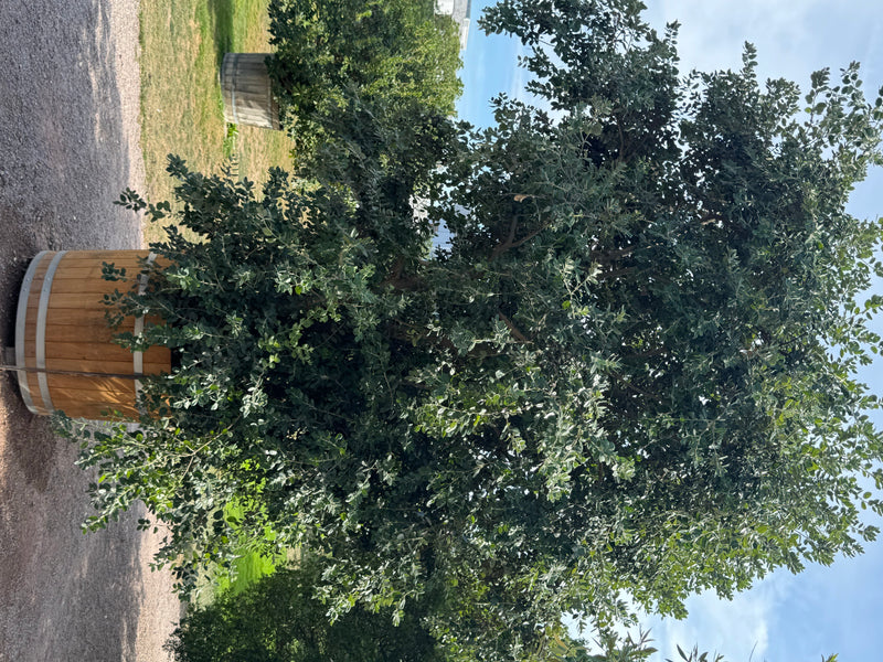 Neuseeländischer Eisenholzbaum — foto 2 van 2