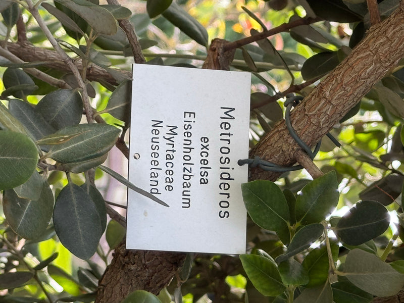 Neuseeländischer Eisenholzbaum — foto 1 van 2