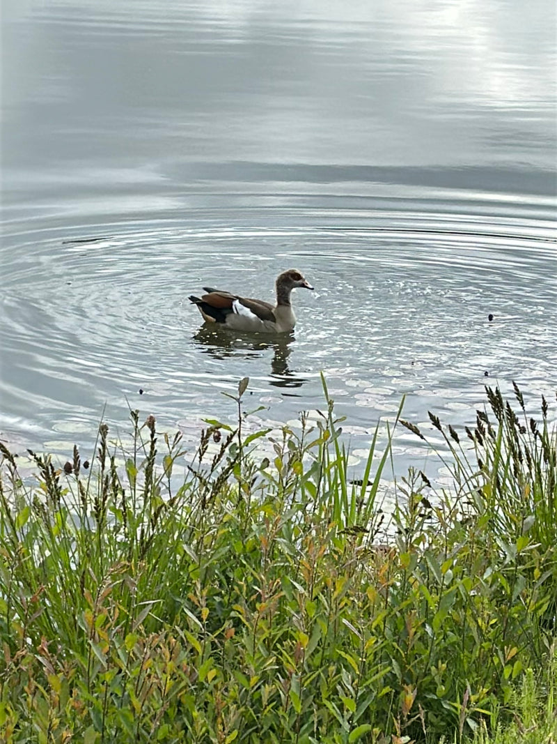 Een nijlganzen zwemt op kalm water. Op de voorgrond is groene oevervegetatie te zien.