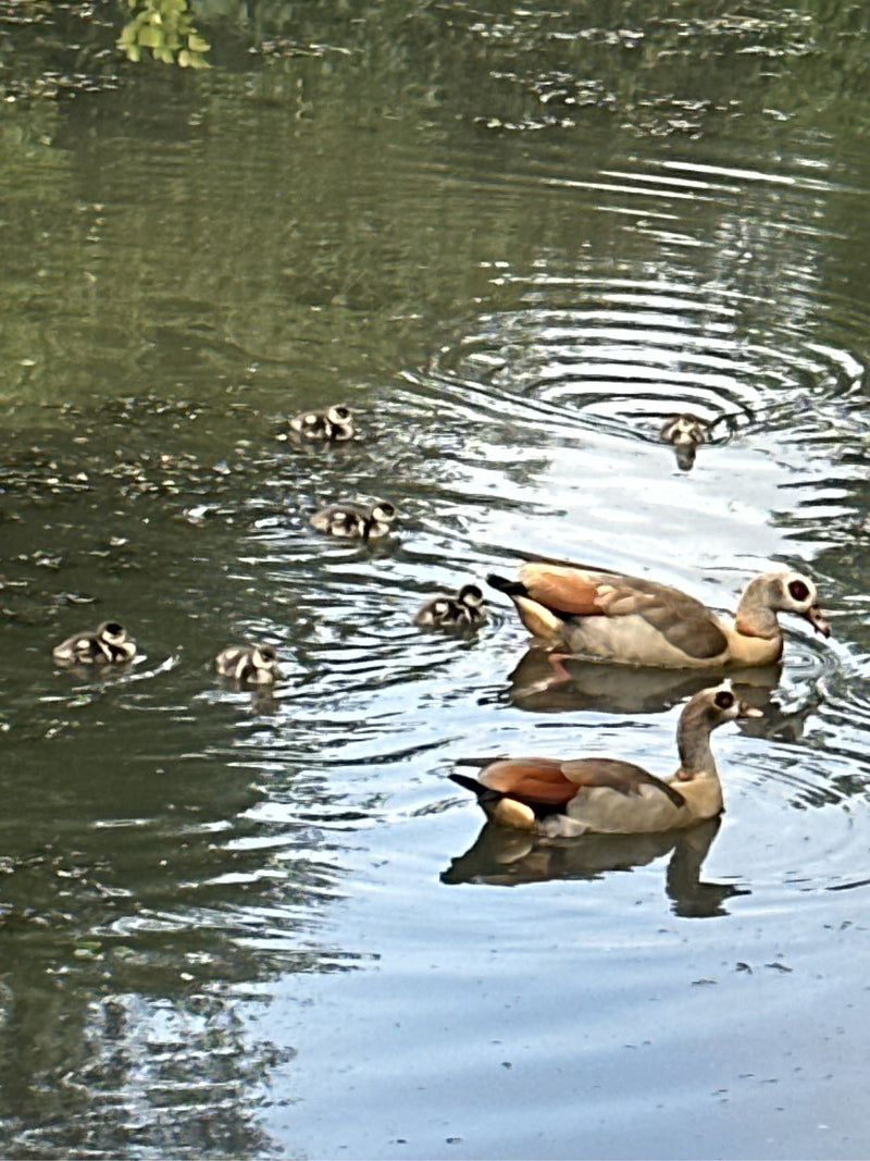 Twee volwassen nijlganzen zwemmen met een groep kleine kuikens op rustig water. De karakteristieke vogels bewegen zich samen over het wateroppervlak.