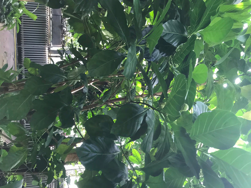 De afbeelding toont een noni-plant met grote, glanzende groene bladeren en een onrijpe, knoestige vrucht. De opname toont het bladerdak van onderen.
