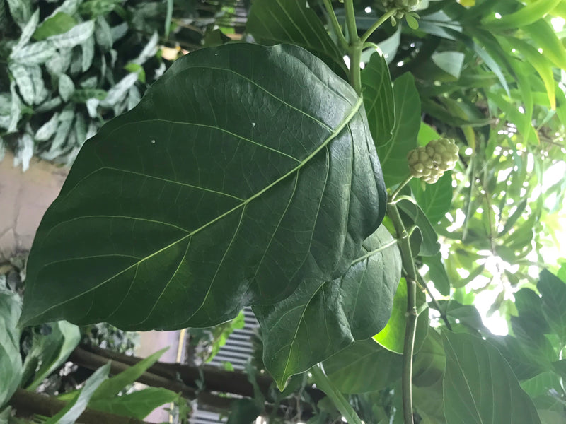 Een groot, glanzend groen blad en een onrijpe vrucht van een noni-plant zijn zichtbaar. De prominente bl nerven zijn duidelijk te herkennen.