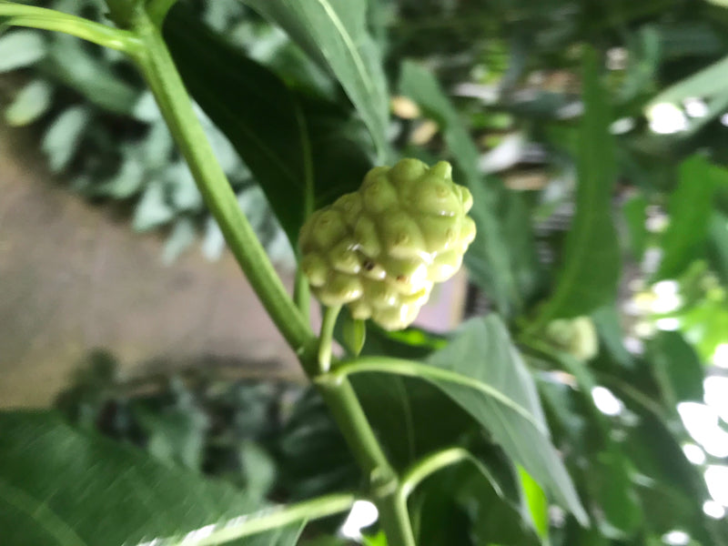 Te zien is de onrijpe, knobbelige vrucht van een noni (Morinda citrifolia) die aan een groene tak groeit. Omringd door groene bladeren.