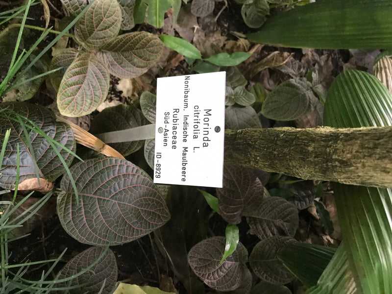 Te zien zijn de stam en bladeren van een noniplant (Morinda citrifolia) met een identificatiebordje op de achtergrond. De foto toont de plant in een natuurli...