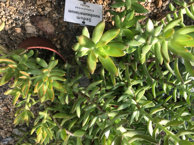 Nussbaumers Fetthenne — foto 1 van 1