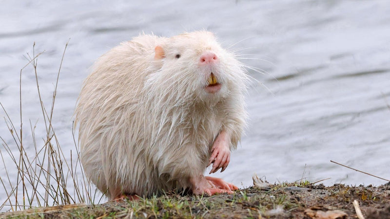 Nutria — Bild 3