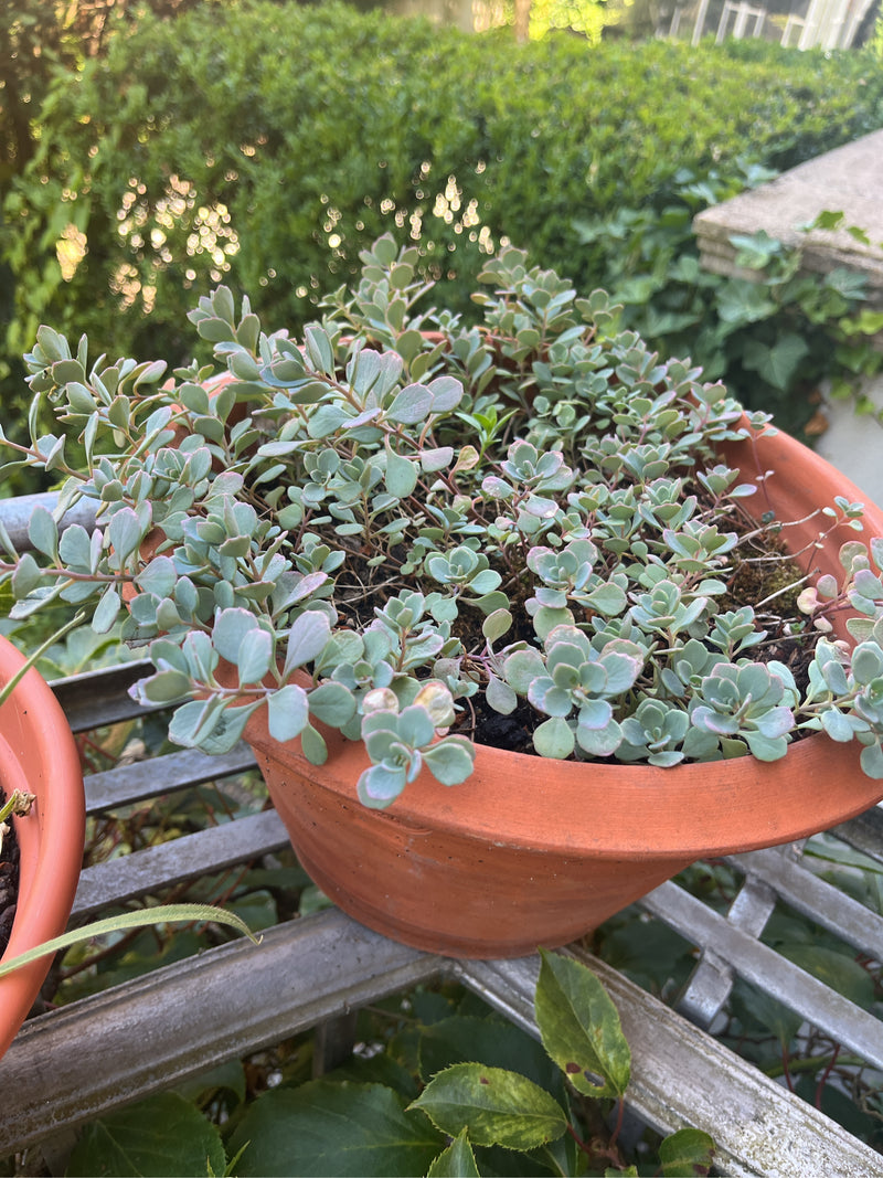 Oktober sedum — foto 2 van 5