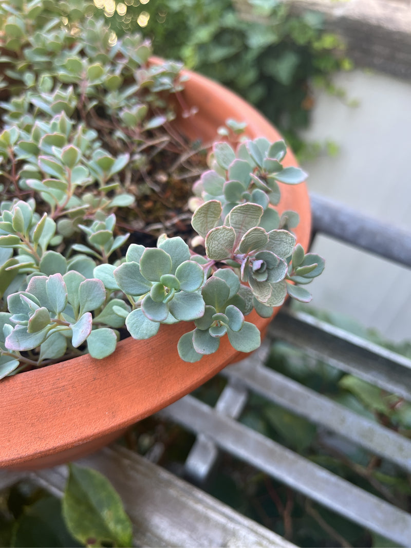Oktober sedum — foto 5 van 5