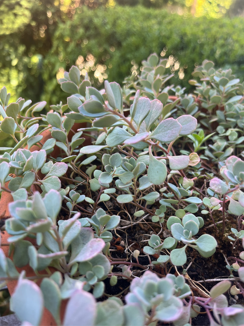Oktober sedum — foto 3 van 5