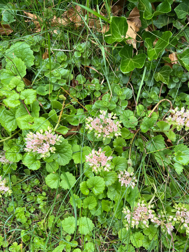 Oktober sedum — foto 1 van 5
