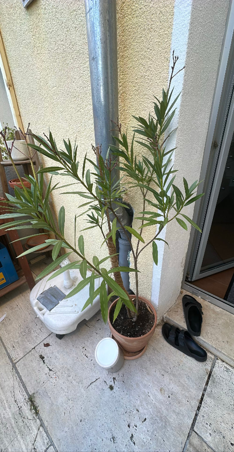 oleander — Bild 2