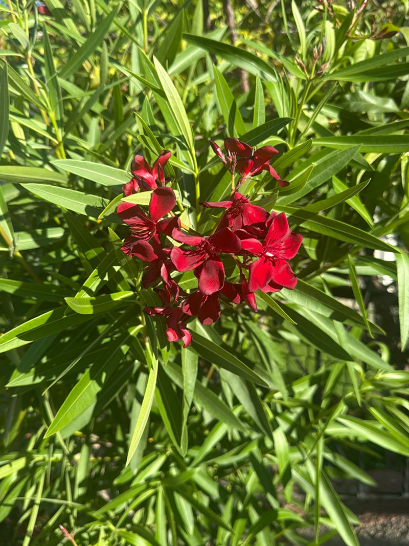 De afbeelding toont een bloeiende oleander met donkerrode bloemen en smalle groene bladeren. De plant staat buiten in een natuurlijke omgeving.