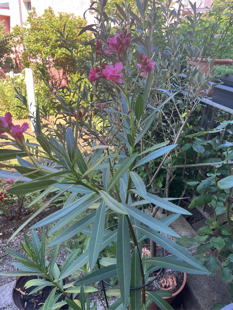 Te zien is een oleanderplant met karakteristieke smalle bladeren en felroze bloemen aan de top van de takken. De plant staat in een bloempot buiten.