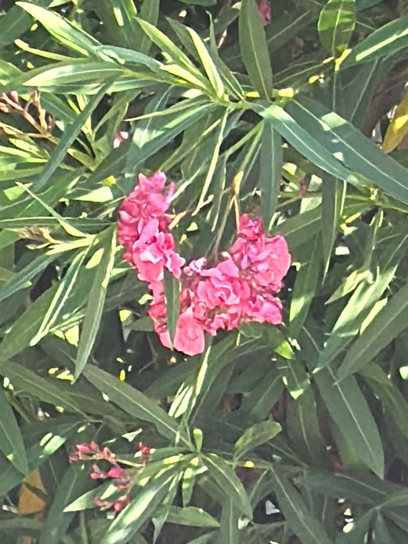 De afbeelding toont een bloeiende oleander met karakteristieke roze bloemen en smalle groene bladeren. De plant bevindt zich in een natuurlijke omgeving.