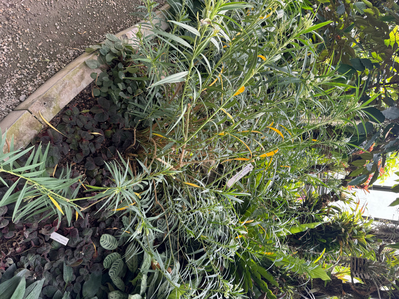 oleander — foto 1 van 29