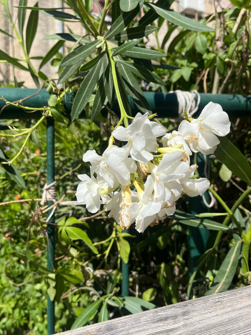 De afbeelding toont witte bloemen en smalle bladeren van een oleander. De plant groeit in een tuin voor een groene metalen constructie.