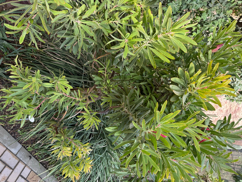 Oleander-Protea — foto 2 van 2