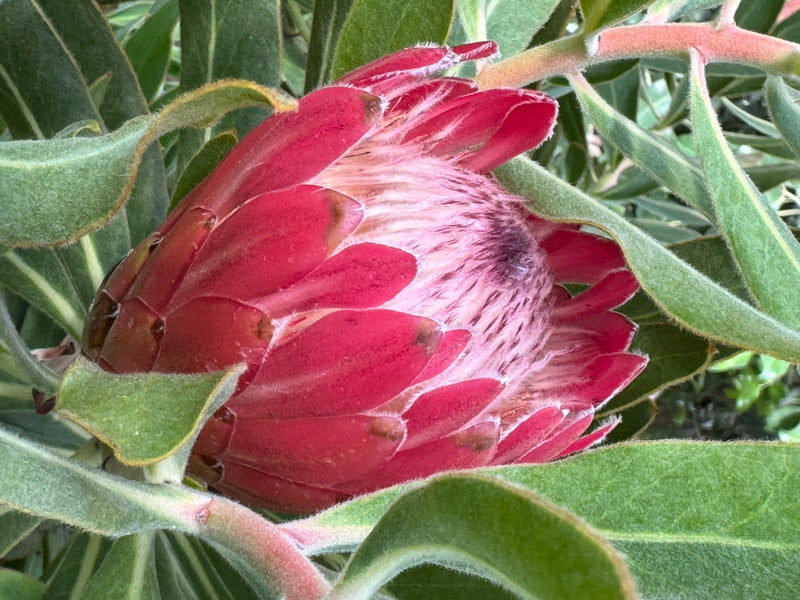 Oleander-Protea — foto 1 van 2