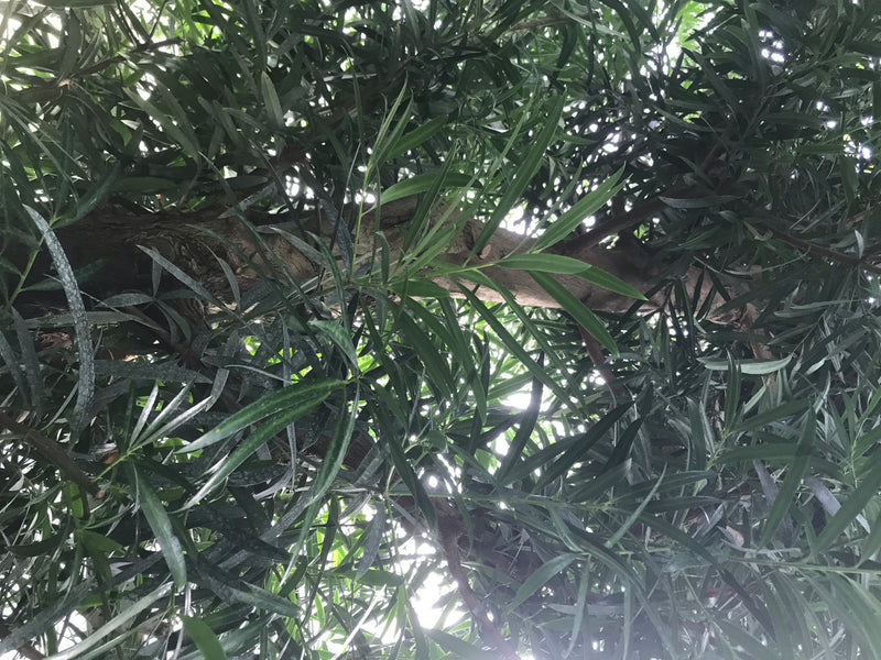 Oleanderblättrige Steineibe — foto 1 van 3
