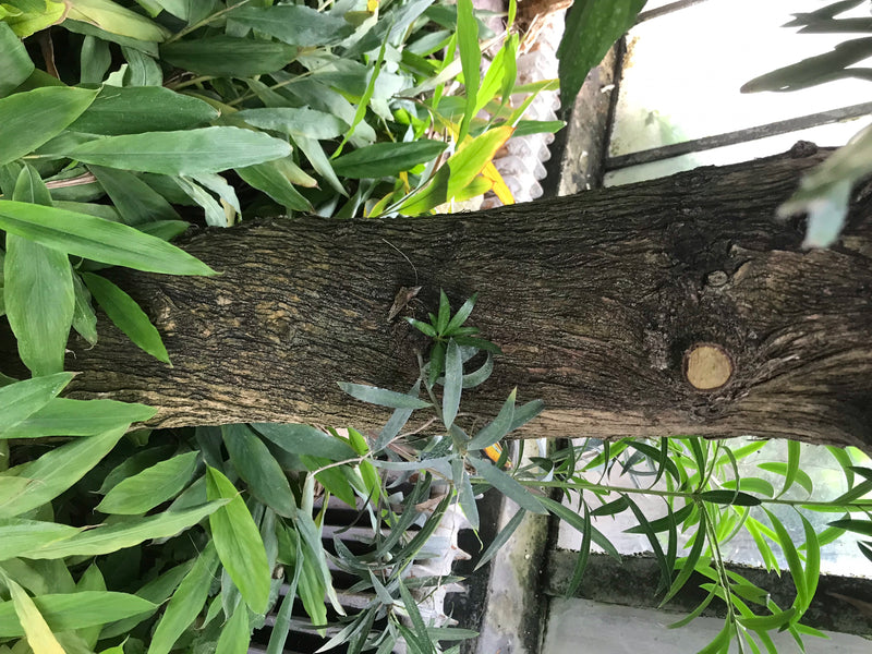 Oleanderblättrige Steineibe — foto 2 van 3