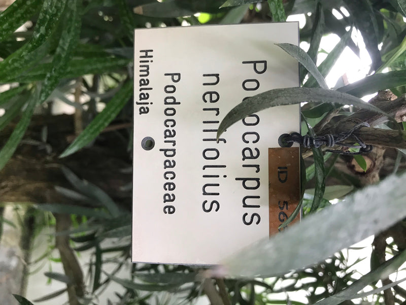 Oleanderblättrige Steineibe — foto 3 van 3