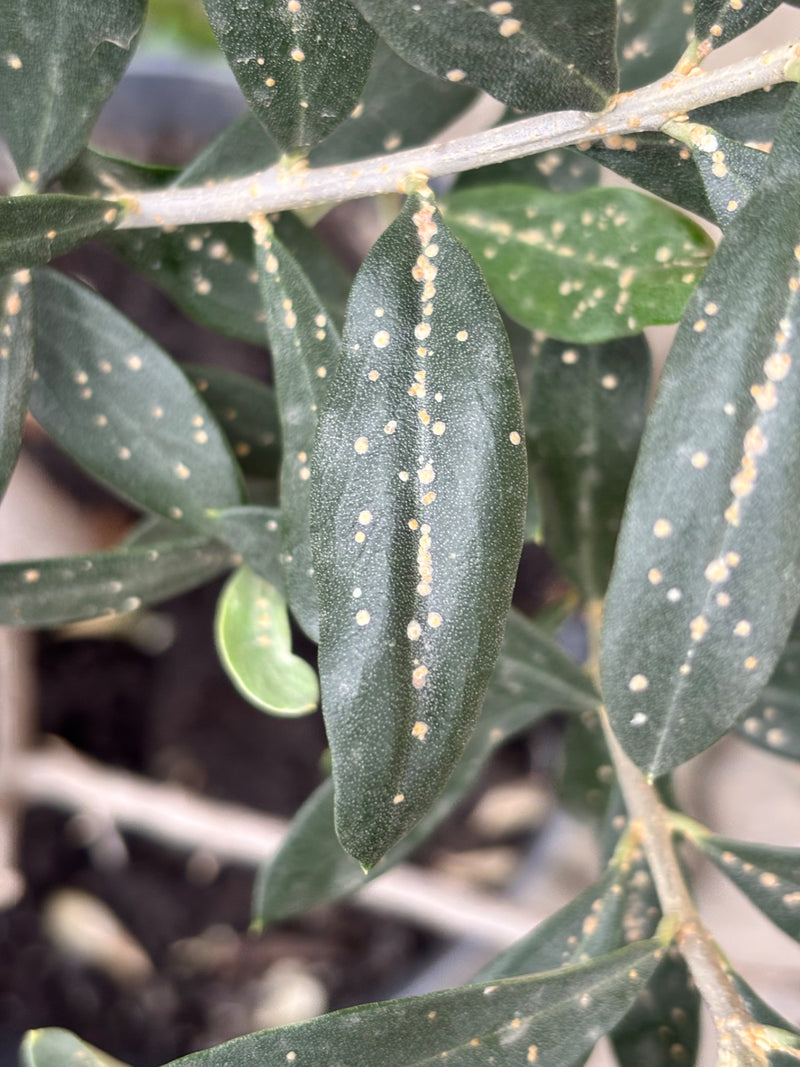 Oleander schildluis — Bild 1