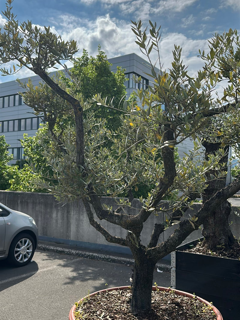 Te zien is een olijfboom in een ronde plantenbak op een asfaltvloer. Op de achtergrond bevinden zich een muur, een auto en een modern gebouw.
