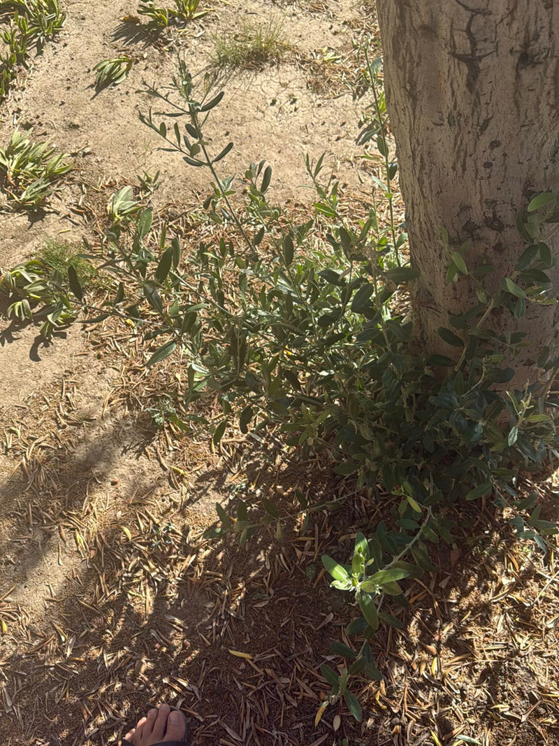 Het onderste stamgedeelte en het loof van een olijfboom zijn zichtbaar op droge grond. De typische smalle, grijsgroene bladeren zijn duidelijk herkenbaar.