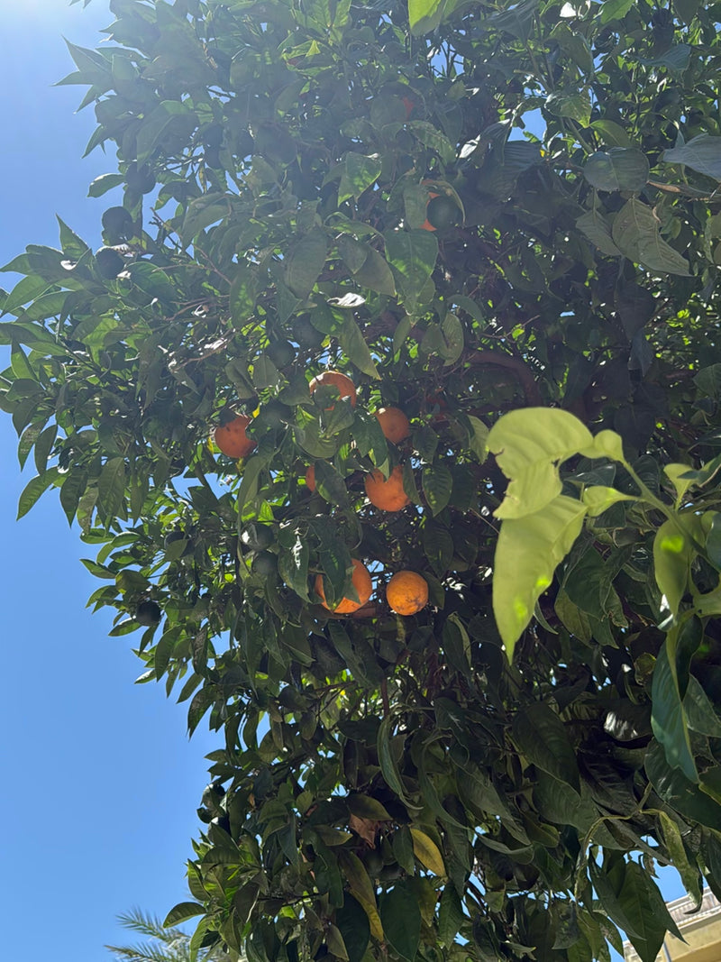Sinaasappelboom — Bild 3