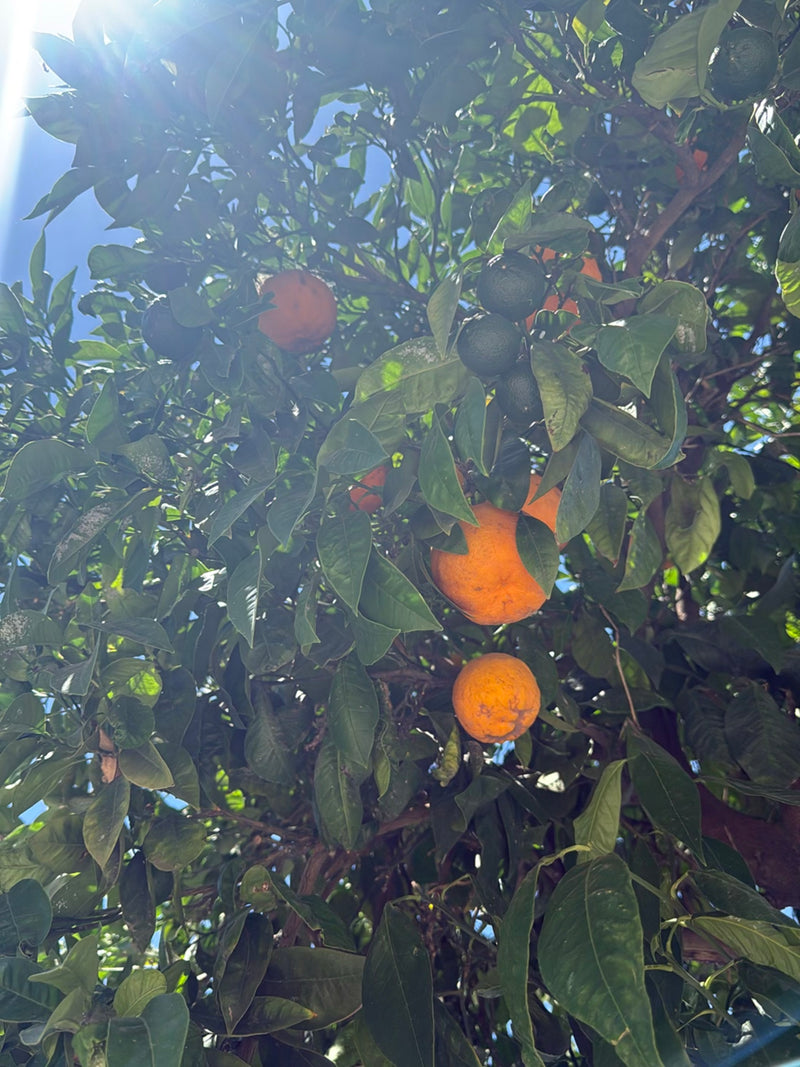 Sinaasappelboom — Bild 4