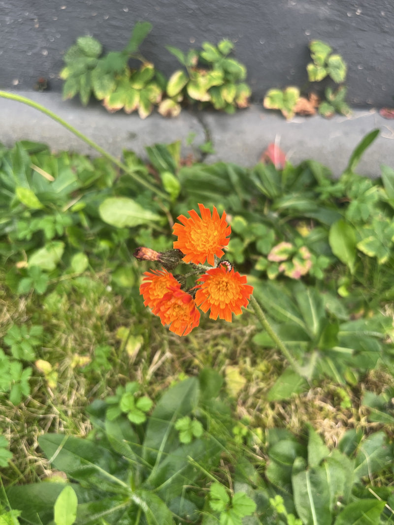 Drie geopende, oranjerode bloemhoofdjes van een oranje havikskruid in een grasrand.