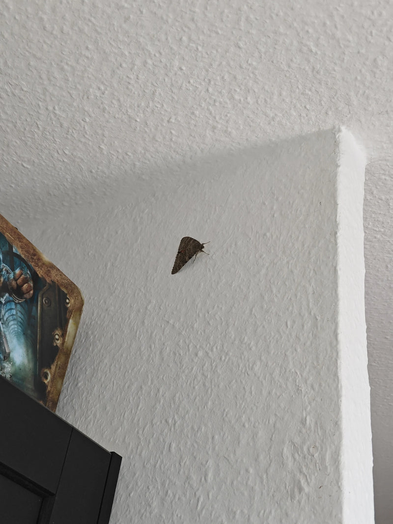 Lintje — Bild 2