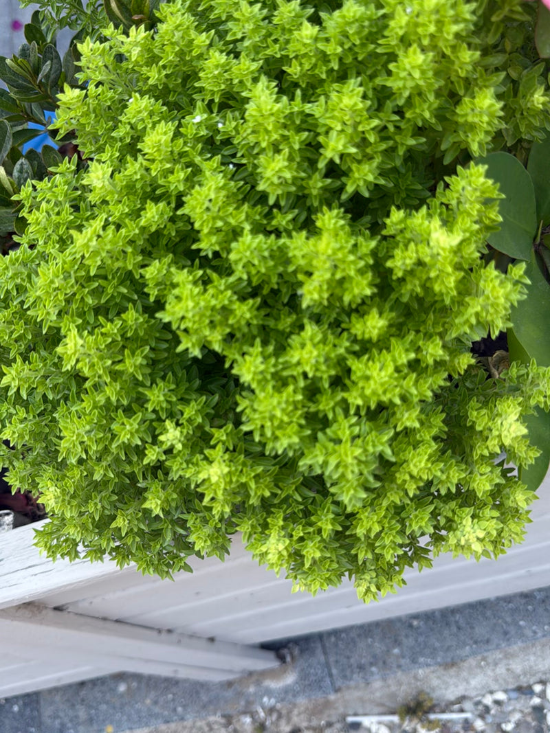 oregano — foto 3 van 21