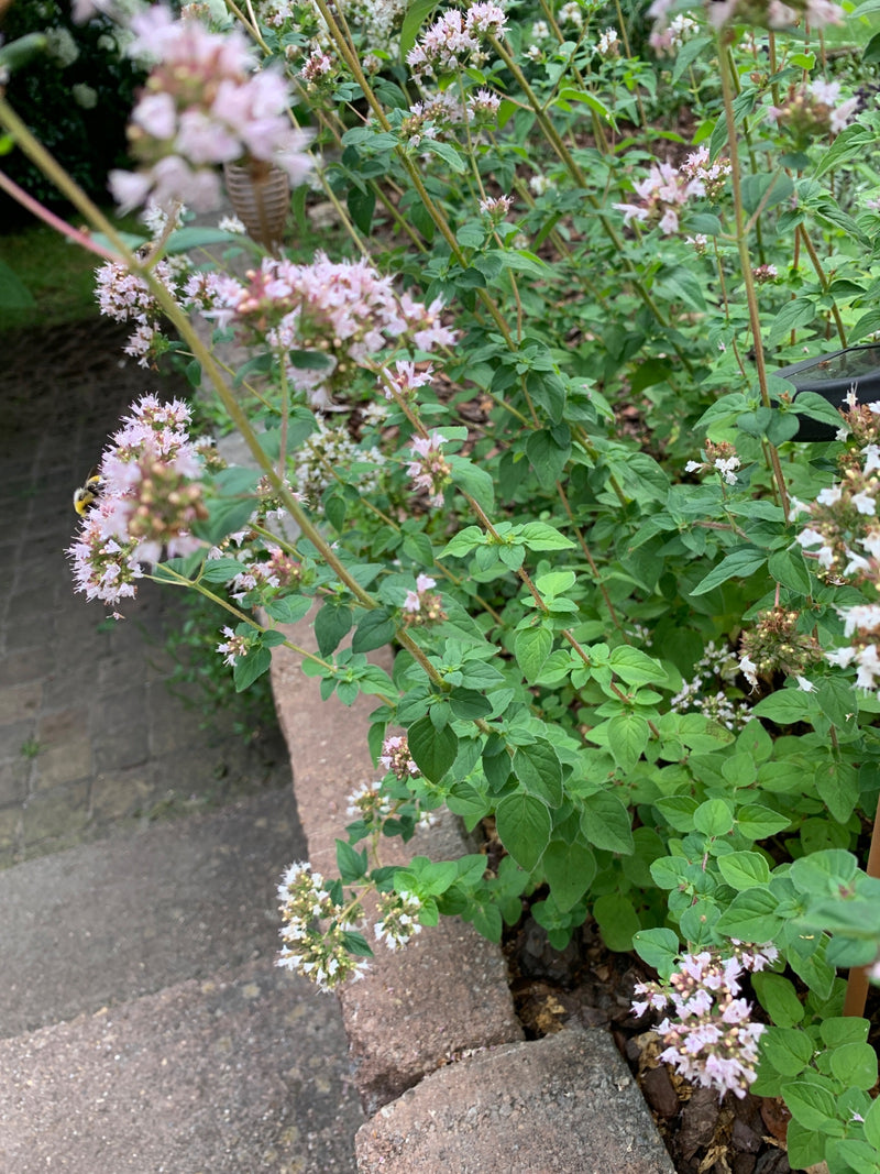 oregano — foto 2 van 21