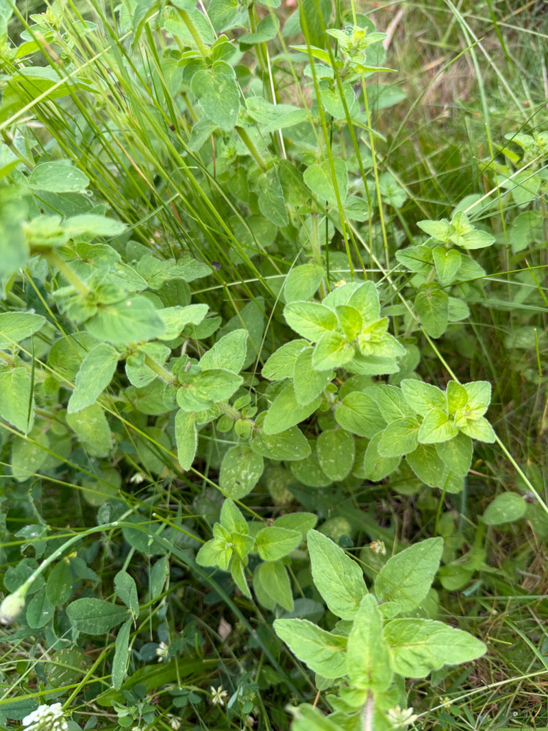 Oregano — Bild 4