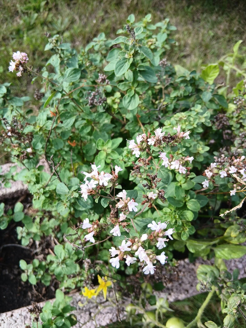 Een bloeiende oreganoplant met talrijke kleine, wit-roze bloemen en dichte groene bladeren in een tuin.