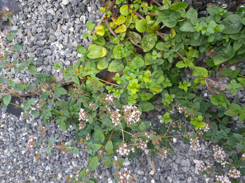 oregano — foto 5 van 21