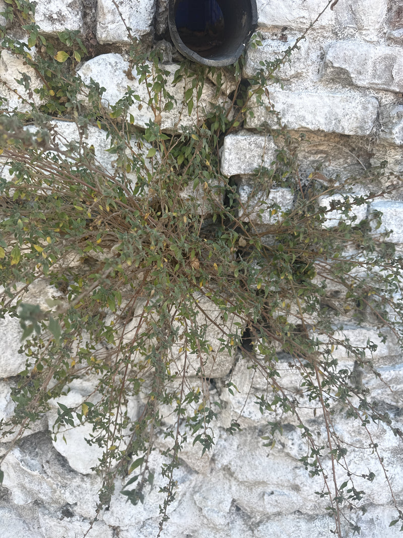 Oregano (Dost) — Bild 1