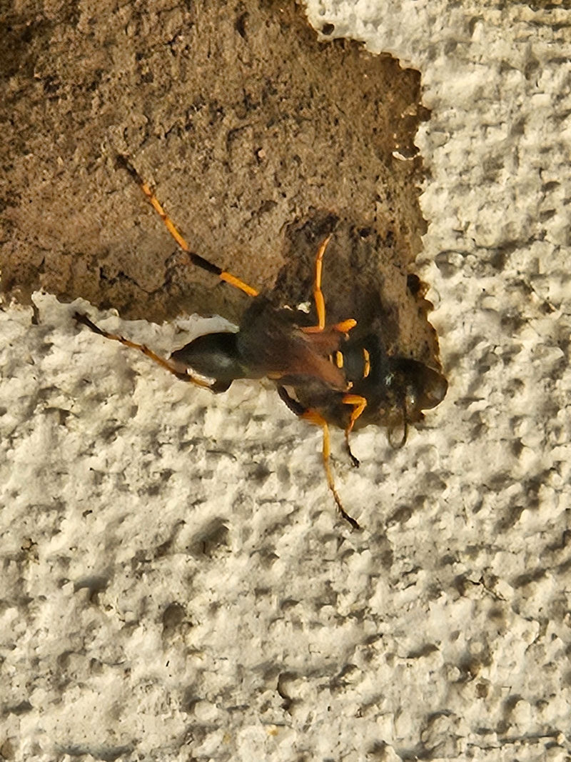 Oosterse muurwesp — foto 3 van 19