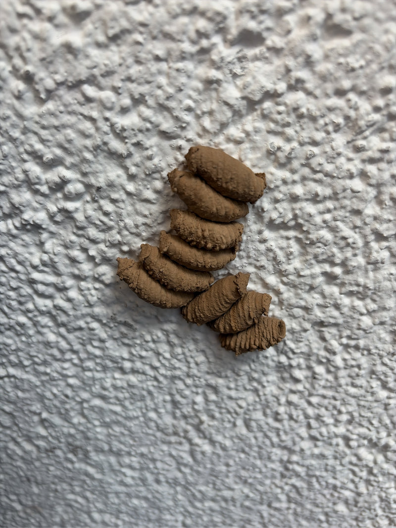 Oosterse muurwesp — foto 4 van 19