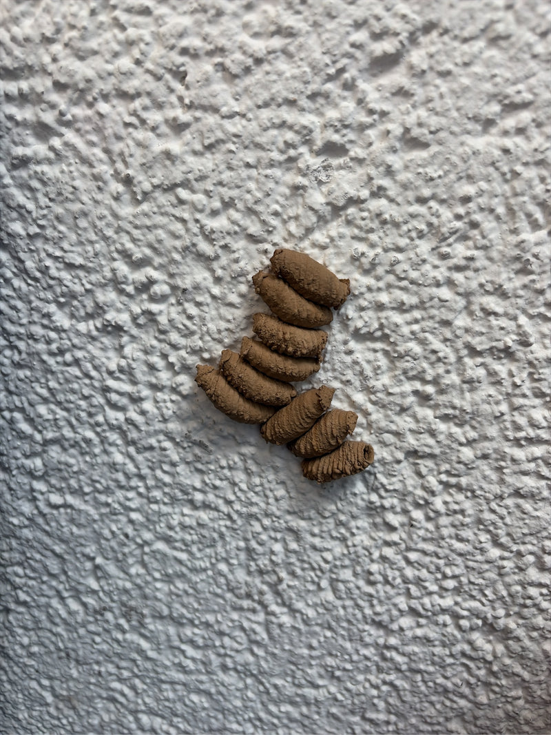 Oosterse muurwesp — foto 2 van 19